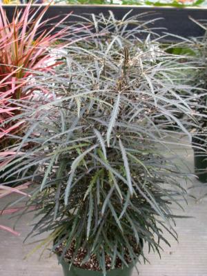 Finer plant ,Schefflera elegantissima,دیزیگتکا,آرالیای زیبا